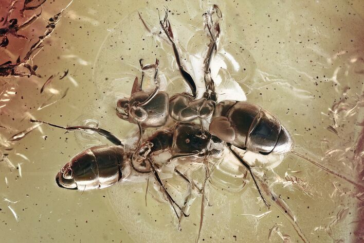 Two Detailed Fossil Ants (Dolichoderinae) In Baltic Amber #346385